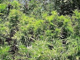 3 tone de droguri confiscate de polițiști