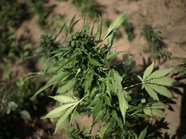 Rețea destructurată