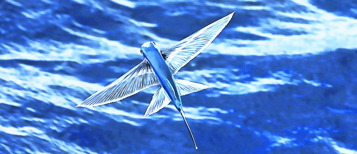 Poemul de azi, by Liliana Hinoveanu