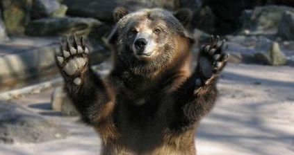 O fetiţă în vârstă de 13 ani, a ajuns la spital după ce a fost rănită de un urs în Buşteni