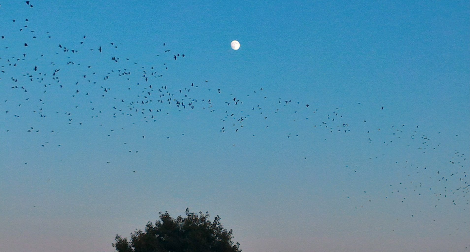 Poemul de azi, by Liliana Hinoveanu