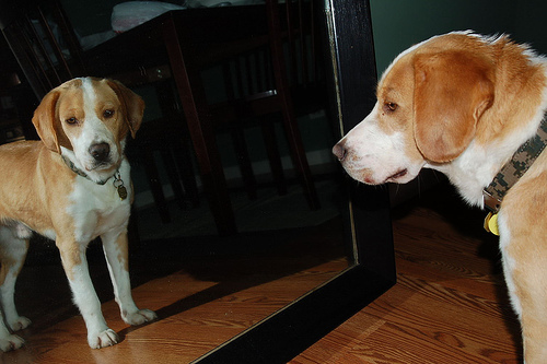 Ce văd animalele atunci când se privesc în oglindă?