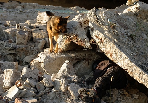 Craiova, gazda celui mai important eveniment chinologic de salvare