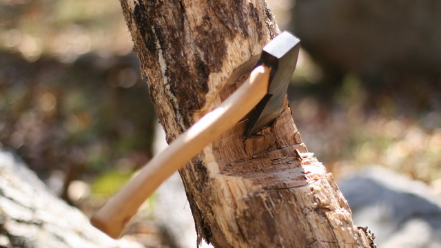 Copacii uscați din Parcul Tineretului din Craiova sunt tăiați