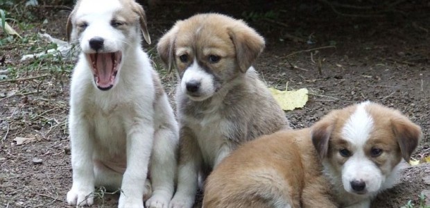 Apel la ajutor pentru căței