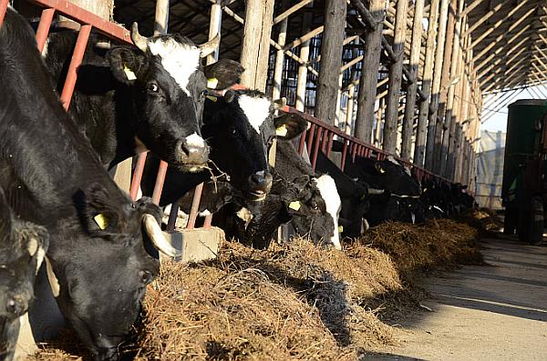 Protest extrem al crescatorilor de animale