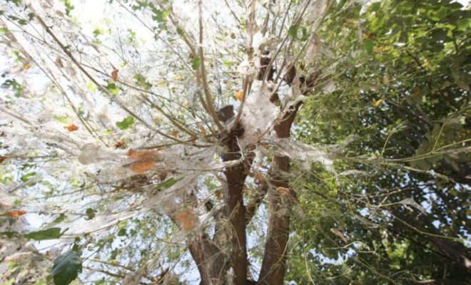 Invazie de omizi, în Mehedinți (audio)