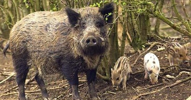 Mistreți dedulciți la porumb (audio)