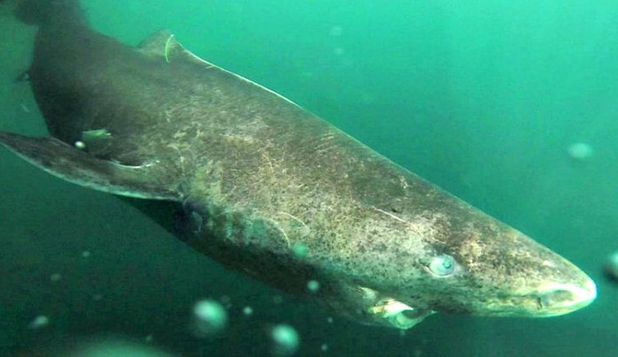 Cea mai longevivă vertebrată de pe Terra, are 400 de ani