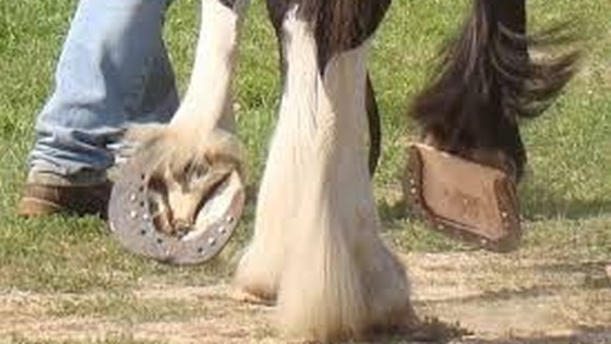 Doi gorjeni au batut cu bestialitate un cal!