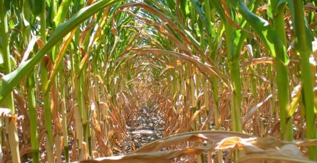 Secetă în Dolj (audio)