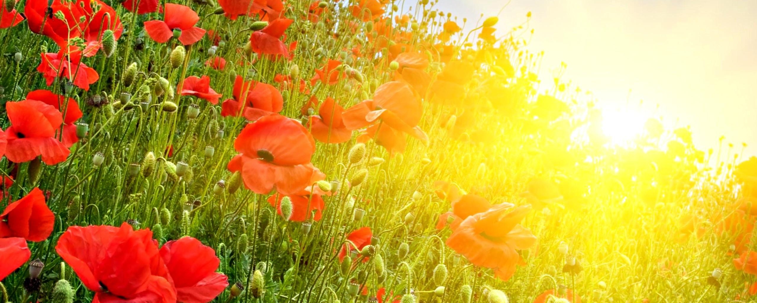 Informare de caniculă și disconfort termic în întreaga țară, până duminică