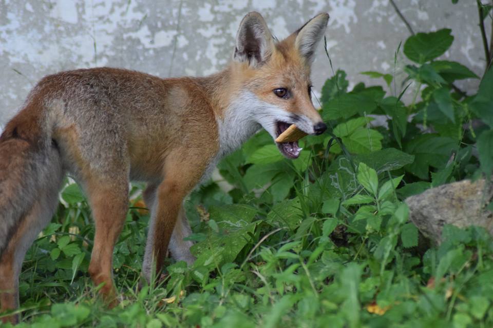 (Video) #Vulpix de Săcelu, animal de companie