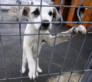 Târg de adopţii canine, la Slatina