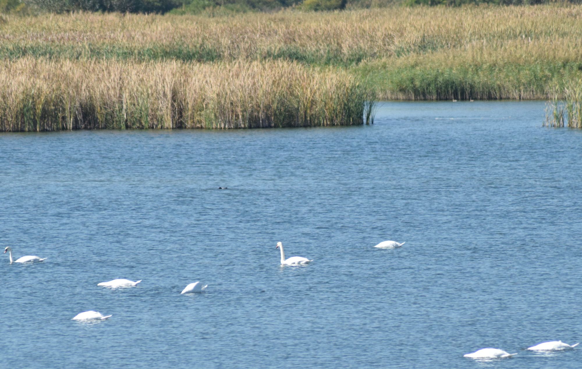 Spectacol pe Olt (foto)