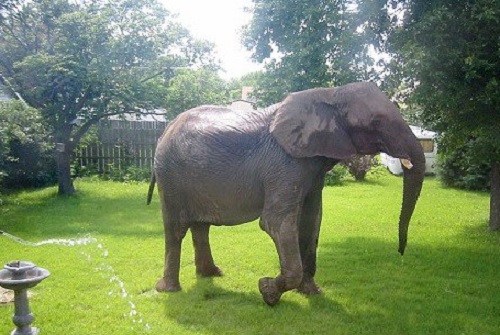 SENZAȚIONAL! S-a pierdut… un elefant! (audio)