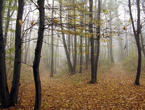 Asociaţia Forestierilor din România caută soluții