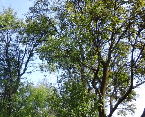 Azi despre ieri – 8 octombrie 2016