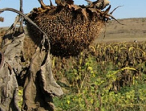 Se anunță o toamnă secetoasă! (audio)