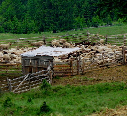 Copil de 13 ani din Breasta, obligat să lucreze la stână