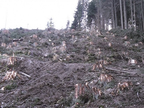 Tăierile ilegale de pădure, problemă de siguranţă naţională (Dacian Cioloș)
