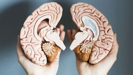 Diferenţa dintre emisfera stângă şi emisfera dreaptă a creierului