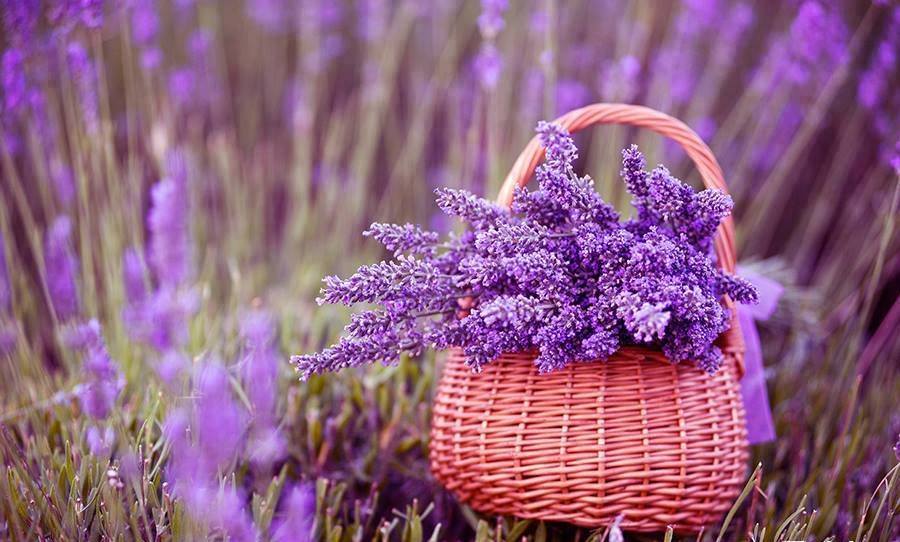 Puterea vindecatoare a lavandei