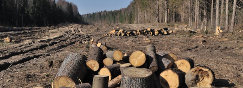 Amenzi mai mari pentru daunele provocate pădurilor (audio)