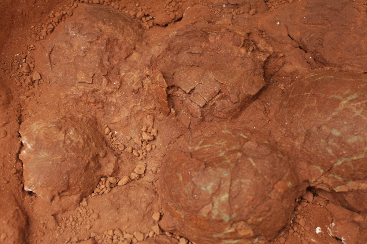 Un cuib cu 10 ouă de dinozaur, descoperit lângă Râşnov. Unde pot fi admirate