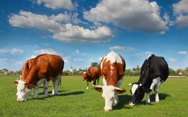 Au fost stabilite sumele pentru zootehnie