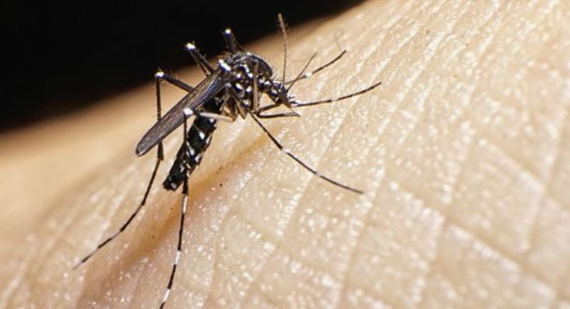 Cinci români infectați cu virusul West Nile au murit