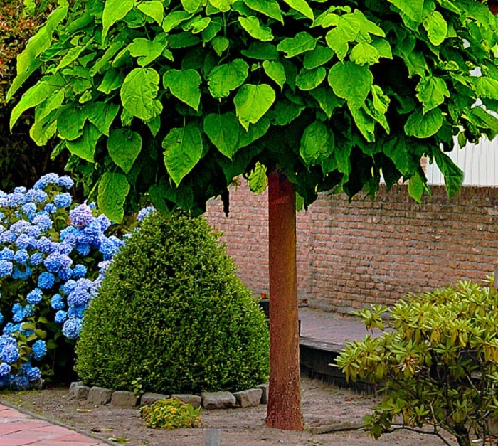 Paltini, catalpe și platani pe Calea București