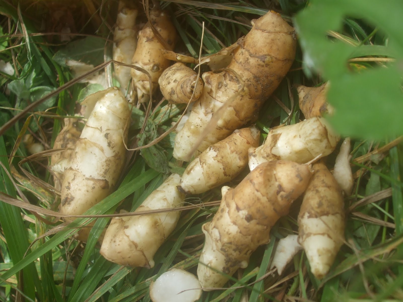 După 20 de ani de cercetări, primul soi de topinambur românesc, planta viitorului, va intra în producția de masă