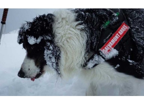 Câini de avalanșă