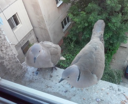 Azi despre ieri – 13 octombrie 2016