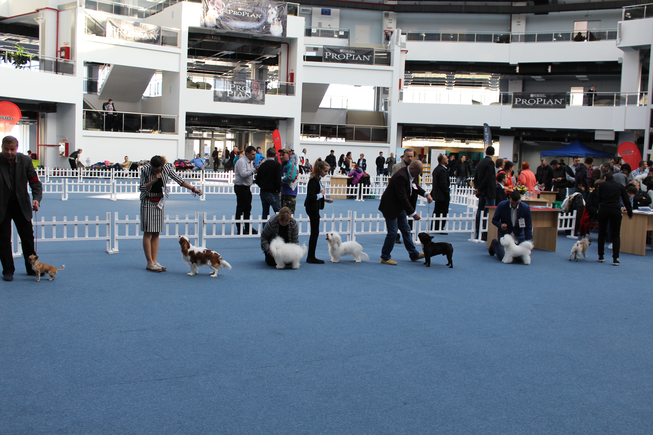 (Audio+Video) OLTENIA DOG SHOW 2016
