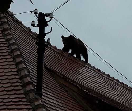 Proteste în țară față de împușcarea puiului de urs
