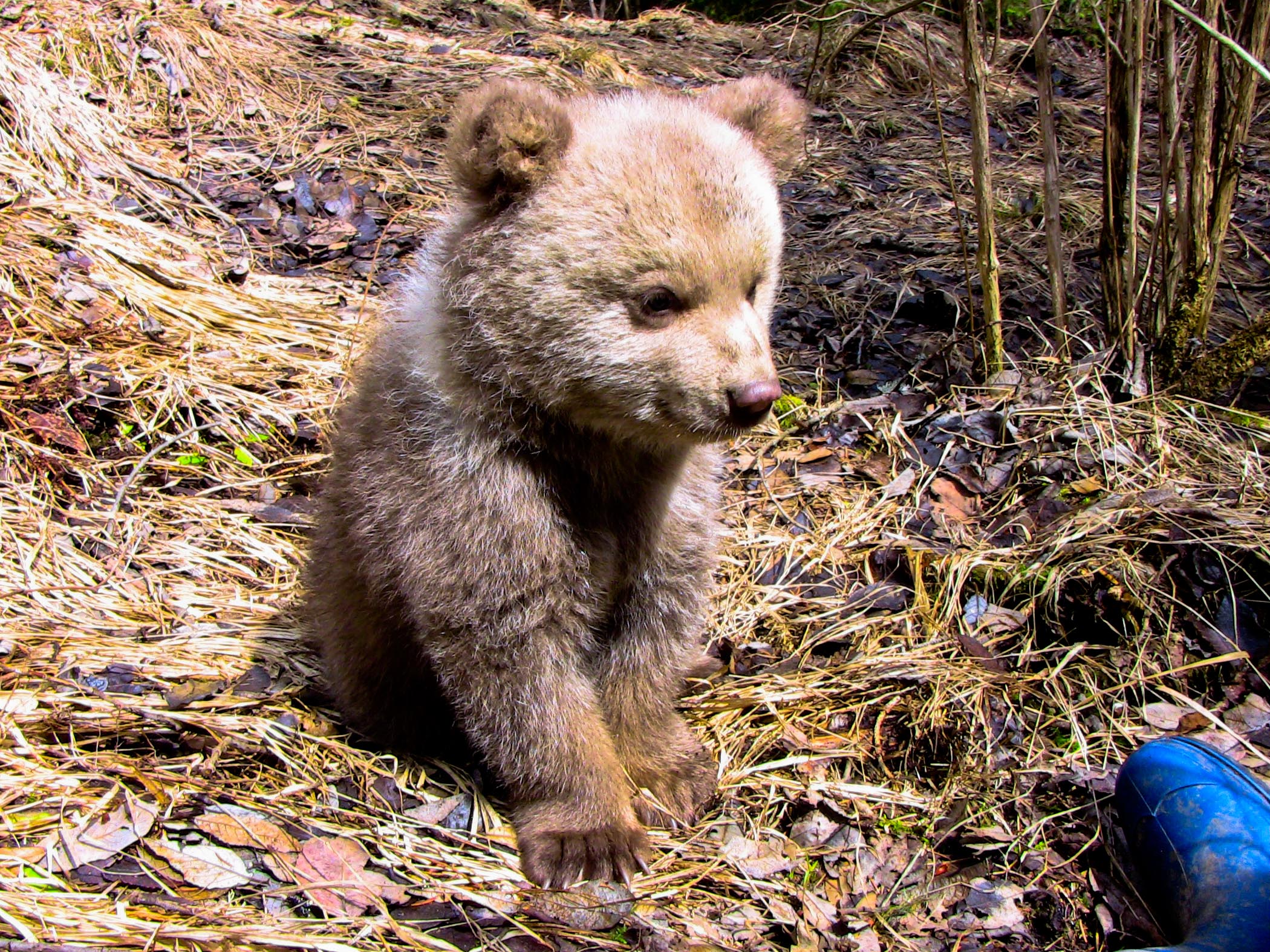 Raport privind operaţiunea de capturare a puiului de urs de la Sibiu
