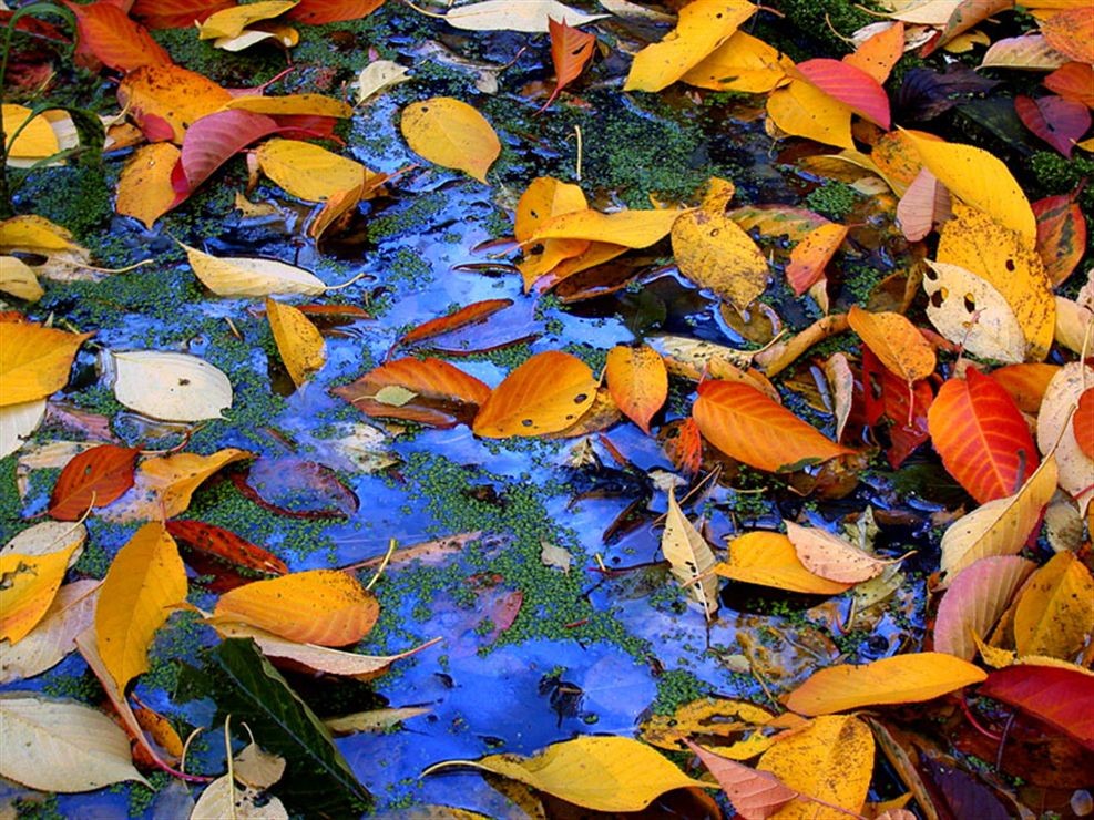 Poemul de azi by Liliana Hinoveanu