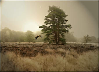 Poemul de azi by Liliana Hinoveanu