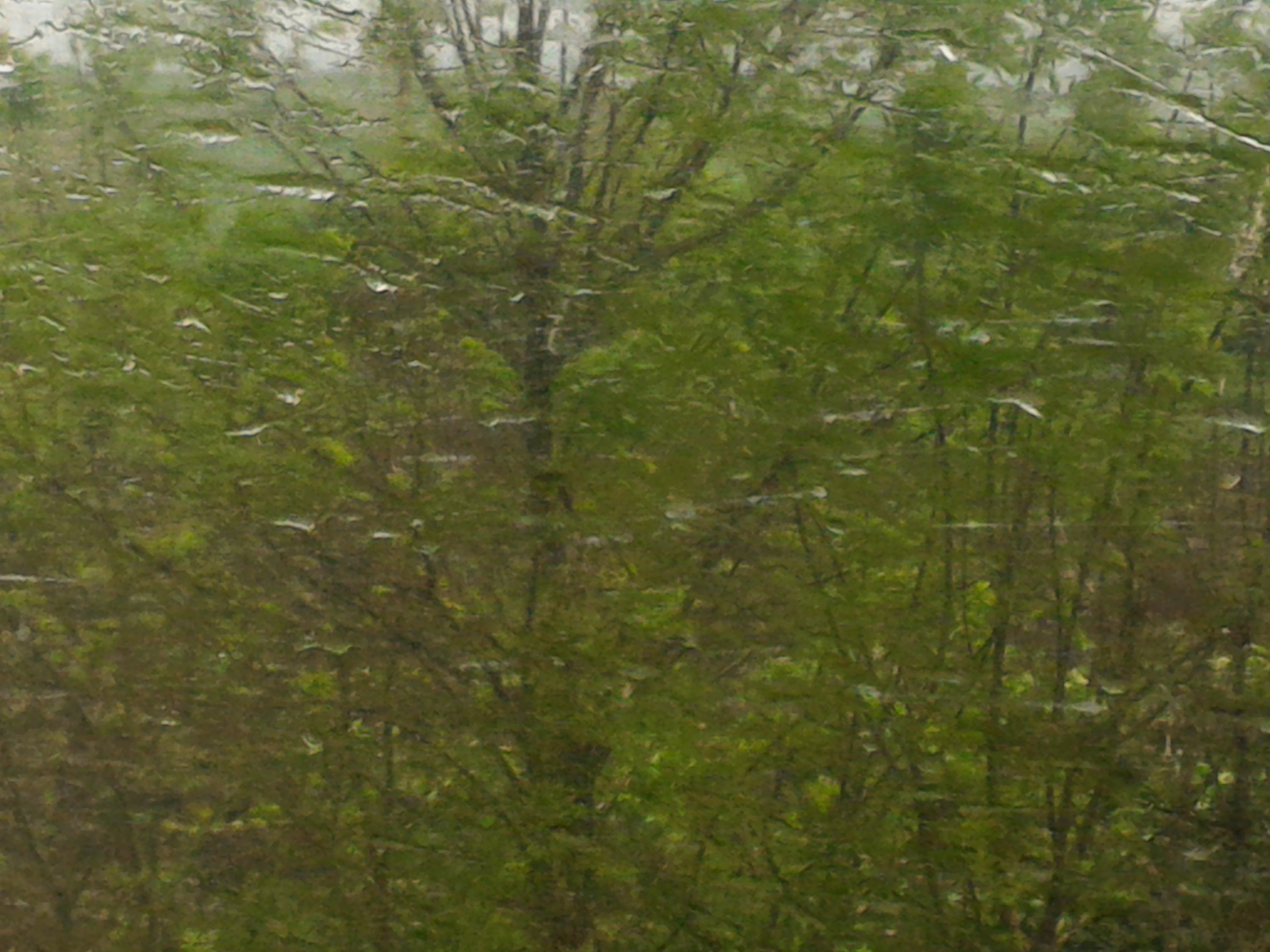 Prognoza meteo 7/8 martie