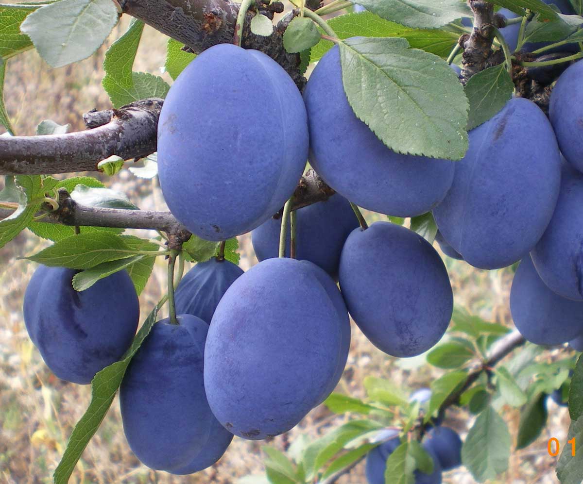 Retete de tomna – Dulceata fara zahar