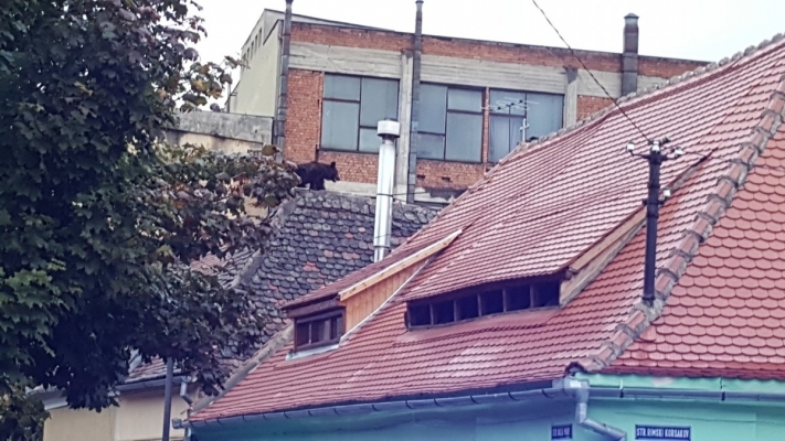 Anchetă după uciderea ursului de la Sibiu