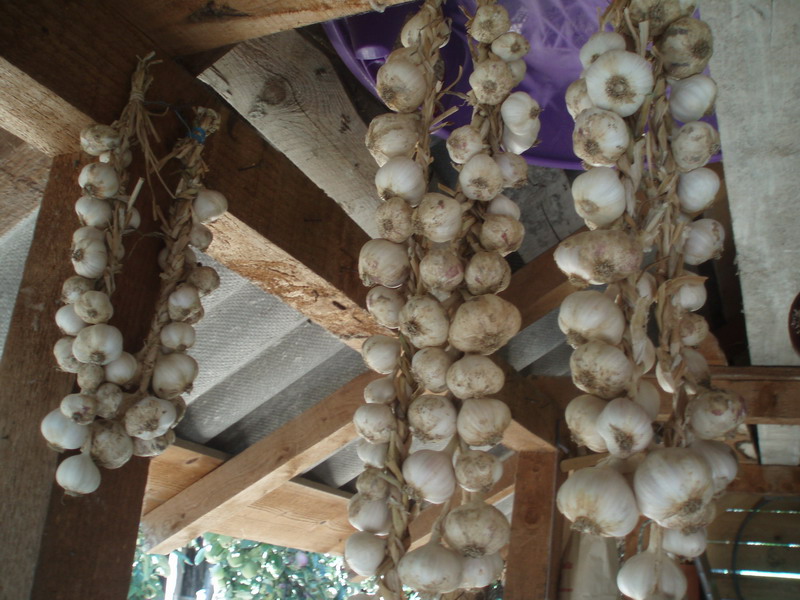 Producţia de usturoi riscă să fie compromisă