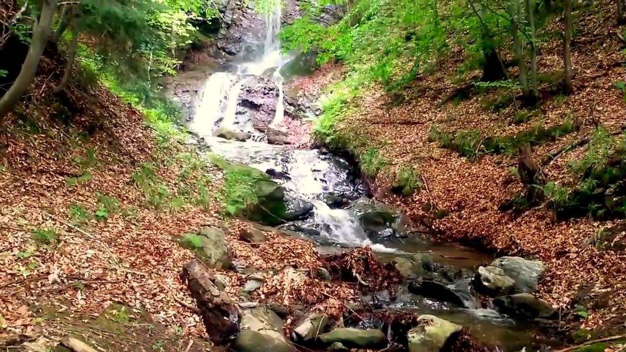 Valcea: cele mai frumoase fosile din Romania au fost descoperite aici!