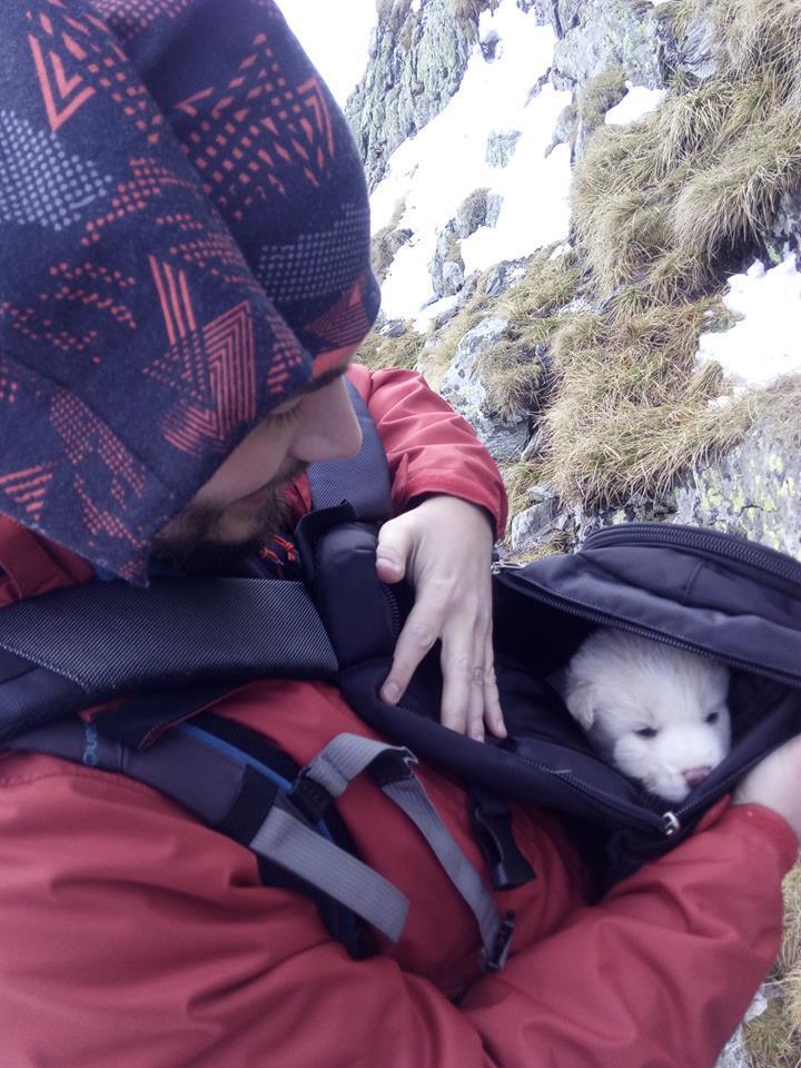 Gestul INCREDIBIL al unui grup de români. Au salvat 4 pui de câine, blocaţi pe crestele Munţilor Făgăraş