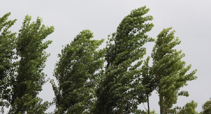 Cod Galben de vânt în Dolj şi Olt