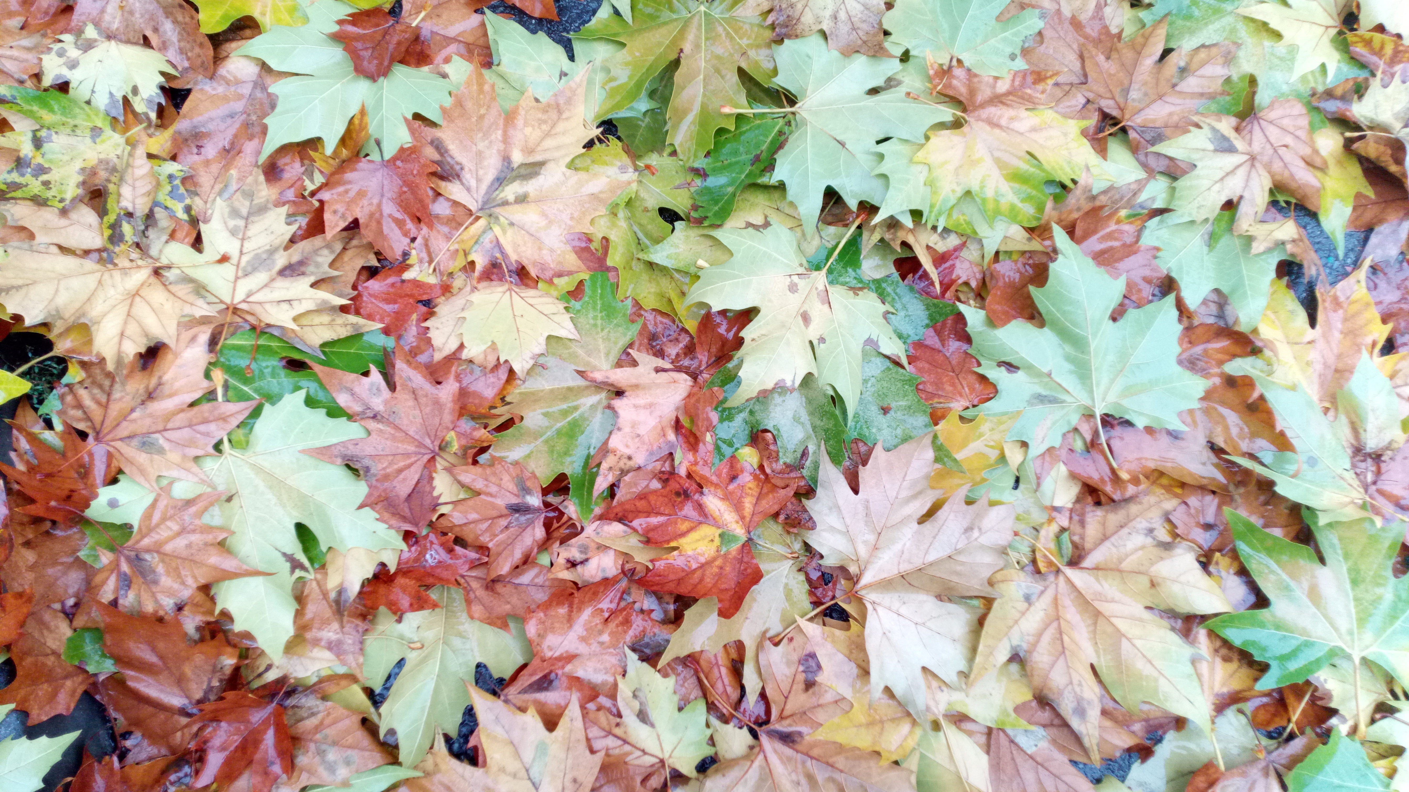 Poveştile clipei: „Covorul ţesut din culori adormite”