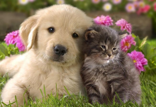 Studiu: Torsul pisicilor are efect terapeutic