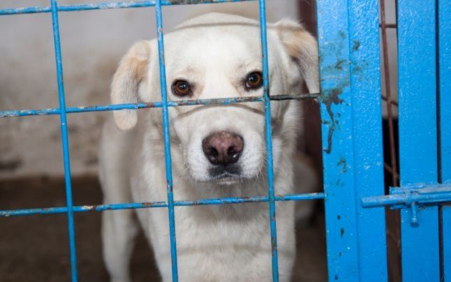 Târg de adopţii canine, la Slatina